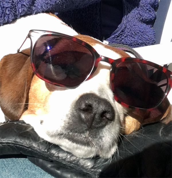 En sovande hund med solglasögon.