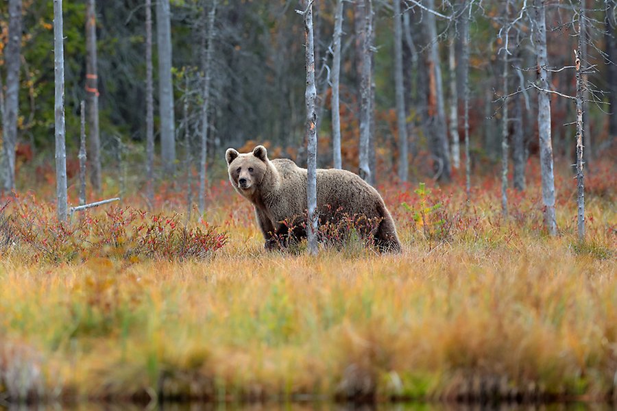 En brunbjörn i en skog i Ryssland.