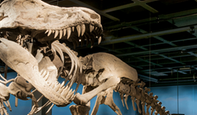 T-Rex i utställningen Fossil och evolution. Foto: Annica Roos