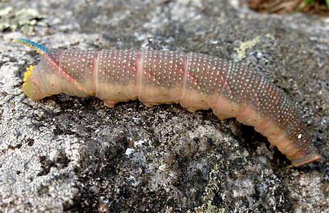 Lindsvärmarens larv. Foto: Erik Niskanen