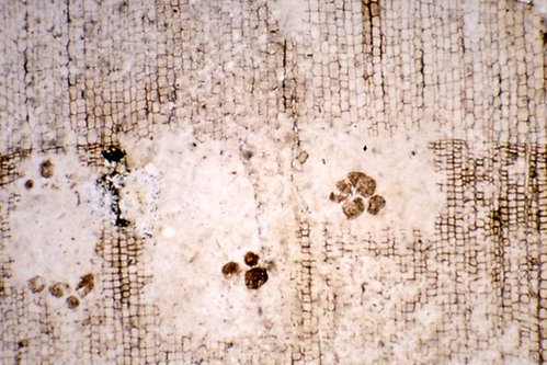 Mikroskopbild på fossil trä