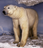 Isbjörn i Polarutställningen.