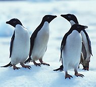 En grupp pingviner