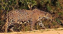 Jaguar.  Foto: Tommy Ekmark